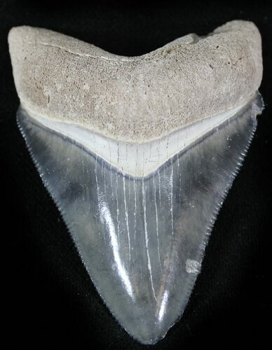Serrated  Bone Valley Megalodon Tooth #22907